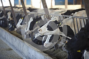 Una vaca agricultura carne de res 