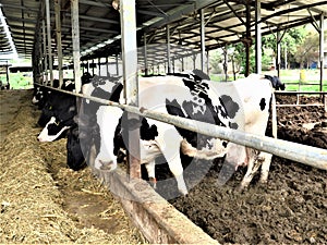 Cow farm agriculture bovine milk