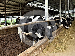 Cow farm agriculture bovine milk