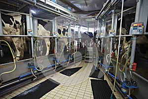 Cow farm agriculture milk automatic milking system