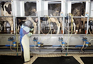 Cow farm agriculture milk automatic milking system photo