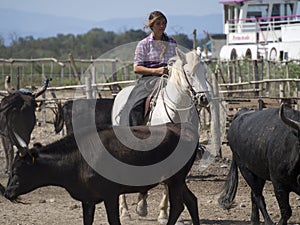 Cow farm in Aigues Mortes, France