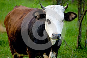 Cow farm animal on green grass