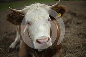 Cow on the farm. Animal with horns.
