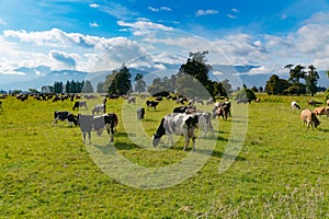 Cow farm animal over green glass field