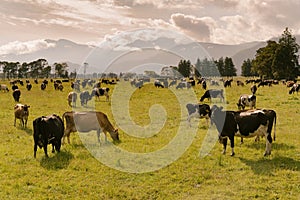 Cow farm animal over green glass and mountain background