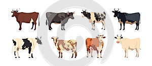 Cow, farm animal set flat cartoon isolated on white background. Vector isolated illustration