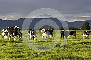 Cow farm in Australia photo