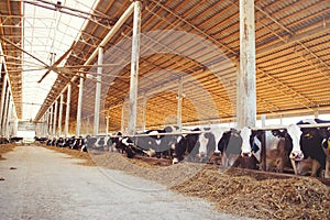 Cow farm concept of agriculture, agriculture and livestock - a herd of cows who use hay in a barn on a dairy farm