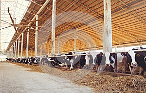 Cow farm concept of agriculture, agriculture and livestock - a herd of cows who use hay in a barn on a dairy farm