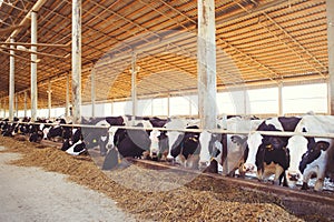 Cow farm concept of agriculture, agriculture and livestock - a herd of cows who use hay in a barn on a dairy farm