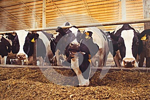 Cow farm concept of agriculture, agriculture and livestock - a herd of cows who use hay in a barn on a dairy farm