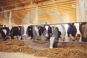 Cow farm concept of agriculture, agriculture and livestock - a herd of cows who use hay in a barn on a dairy farm