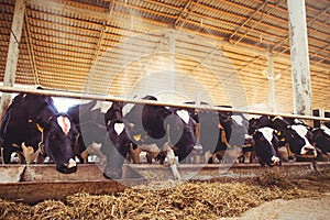 Cow farm concept of agriculture, agriculture and livestock - a herd of cows who use hay in a barn on a dairy farm