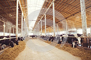 Cow farm concept of agriculture, agriculture and livestock - a herd of cows who use hay in a barn on a dairy farm