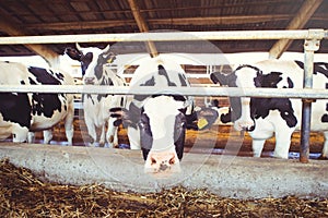 Cow farm concept of agriculture, agriculture and livestock - a herd of cows who use hay in a barn on a dairy farm