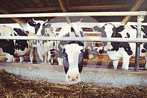 Cow farm concept of agriculture, agriculture and livestock - a herd of cows who use hay in a barn on a dairy farm