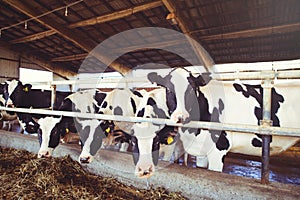 Cow farm concept of agriculture, agriculture and livestock - a herd of cows who use hay in a barn on a dairy farm