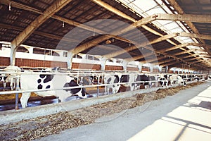 Cow farm concept of agriculture, agriculture and livestock - a herd of cows who use hay in a barn on a dairy farm