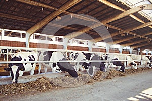 Cow farm concept of agriculture, agriculture and livestock - a herd of cows who use hay in a barn on a dairy farm