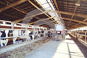 Cow farm concept of agriculture, agriculture and livestock - a herd of cows who use hay in a barn on a dairy farm, the technique c