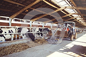 Cow farm concept of agriculture, agriculture and livestock - a herd of cows who use hay in a barn on a dairy farm, the technique c