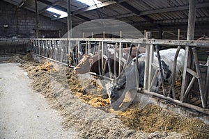 Cow farm concept of agriculture, A herd of cows