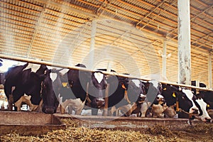 Cow farm concept of agriculture, agriculture and livestock - a herd of cows who use hay in a barn on a dairy farm