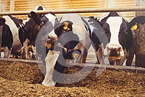 Cow farm concept of agriculture, agriculture and livestock - a herd of cows who use hay in a barn on a dairy farm