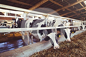 Cow farm concept of agriculture, agriculture and livestock - a herd of cows who use hay in a barn on a dairy farm