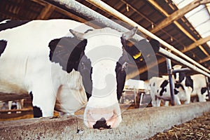 Cow farm concept of agriculture, agriculture and livestock - a herd of cows who use hay in a barn on a dairy farm