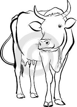 cow farm. cow animal. cow vector silhouette