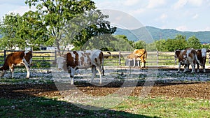 Cow farm, cows grazing.