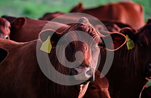 Cow farm. Cows head grazing at field.