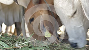 Cow in the farm,Dairy cows are eating hay.Close up