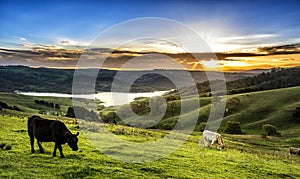 Cow farm in Lithgow west of Sydney