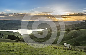 Cow farm in Lithgow west of Sydney