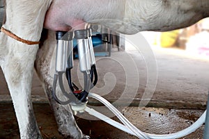 cow farm with mechanized milking equipment