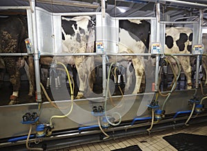 Cow farm milk industry AMS