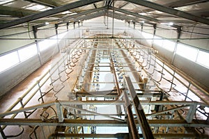 Cow farm milking system