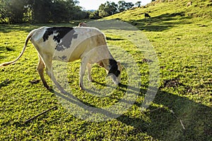 Cow in a farm - Minas Gerais - Brazil photo