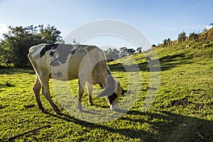Cow in a farm - Minas Gerais - Brazil photo