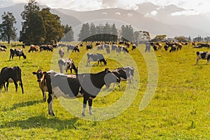 Cow farm over green glass field and mountain background