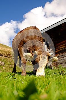 Cow farm over a mountain in Switzerland during summer