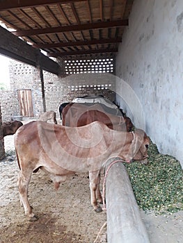Cow farm in Punjab Pakistan village
