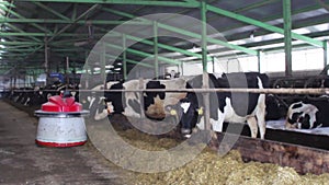 A cow farm with a robotic robot helping to move hay.