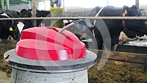 A cow farm with a robotic robot helping to move hay.