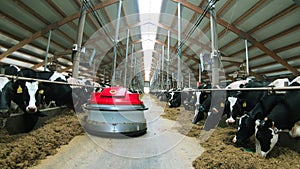 A cow farm with a robotic robot helping to move hay.