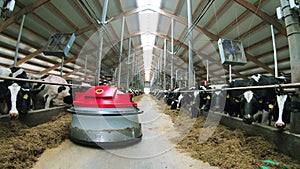 A cow farm with a robotic robot helping to move hay.