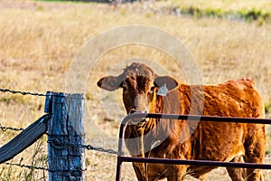 Una mucca sul in piedi più vicino cancello 